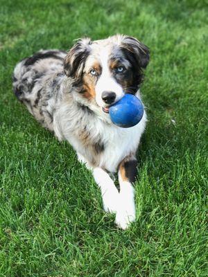 Belvoir Pet Hospital