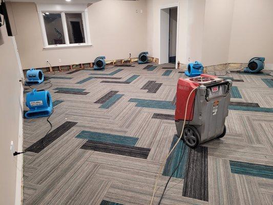 Alpine Professional Carpet Care