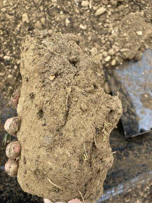 More hard clay clumps from top soil (just so you know what you're getting Incase you are wanting it for a garden like myself)