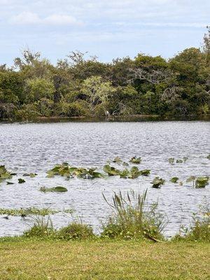 Lily pads on the lake