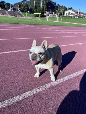 5 Direction Integrative Veterinary Care