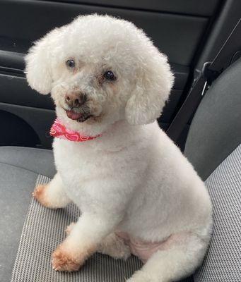 Jeep N' Pups Grooming Salon