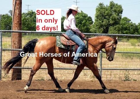 Great Horses of America