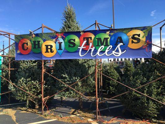We specialize in Big Tall Christmas Trees with the very best selection in town!
