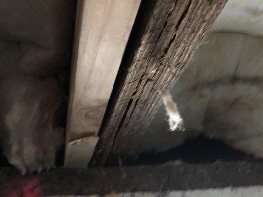 Swanson's Pest Management