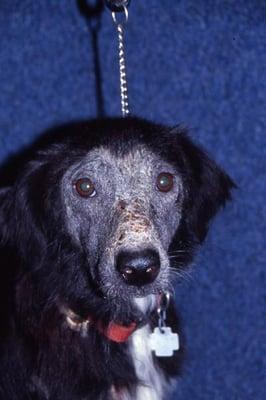 Demodex dog, before treatment