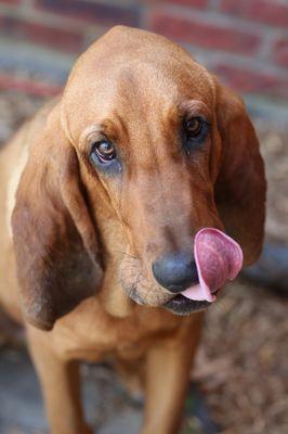 Beauregard - our youngest