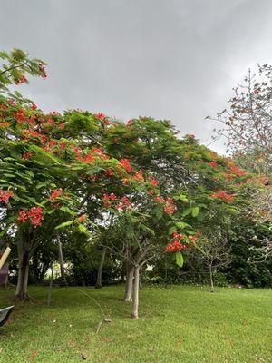 Rachel Richardson Park