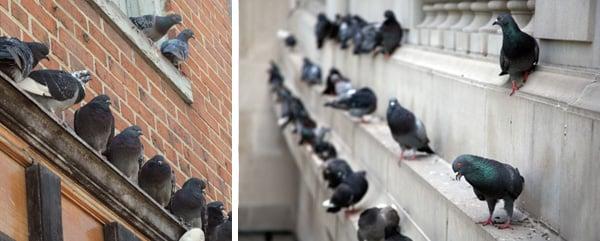 Dr Pest Control NY
