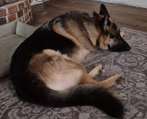 Second City Canine Rescue