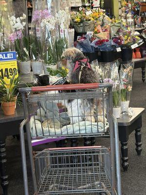 Two dogs inside of H-E-B Baytown