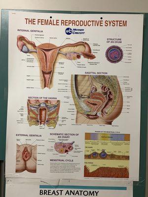 The female reproductive system. We are awesome
