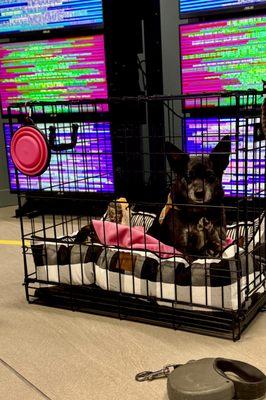 Pet Friendly with leash or kennel.