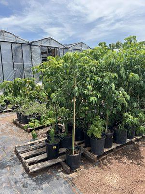 Fred Reyes Greenhouses