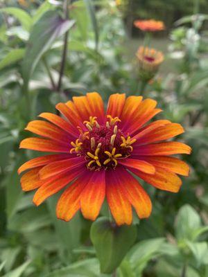 Anne-Marie’s Flower Farm