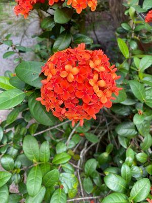 Palmarosa Nursery Of Valkaria