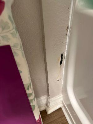 The Tradition Apartments