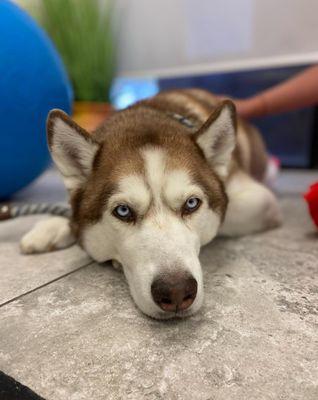 Zen Den Animal Wellness and Rehabilitation