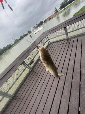Fish