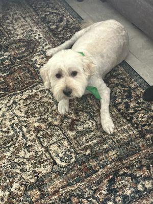 Tanya's Mobile Grooming Houston