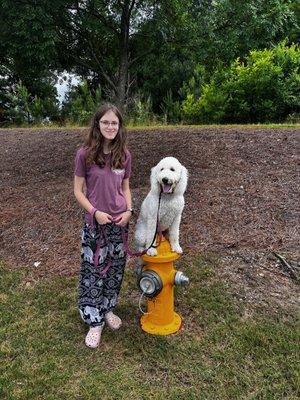 Client's Daughter Ellie showing off her training skills with Ruffles!