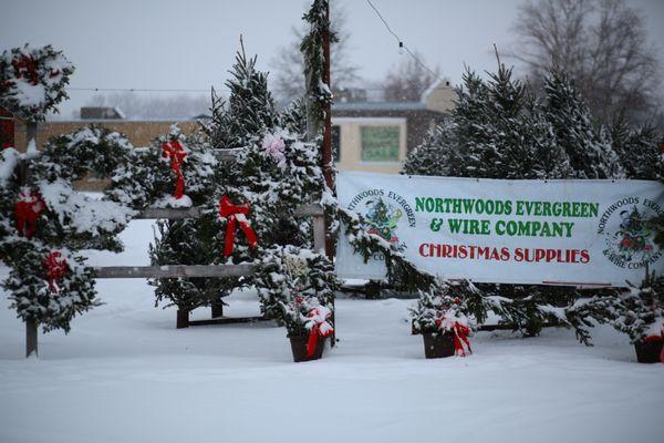 Northwoods Evergreen Tree Lot