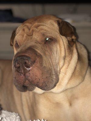 North Shore Dog Walk