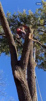 Tree Pros & Landscaping