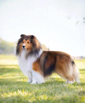 Dogs N Divas