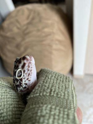 Our Leo says thanks too