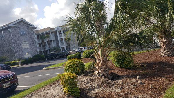 Cactus Sands Landscapes