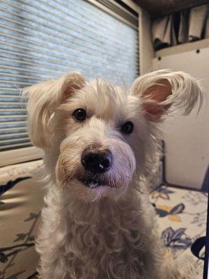 Paw Academy Pet Care