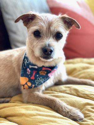 Doggy Fresh Grooming