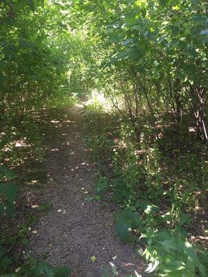 Trails through the wooded area