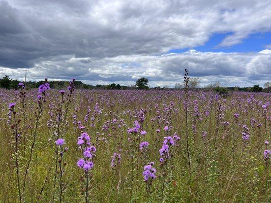 Kennebunk Plains Wildlife Management Area