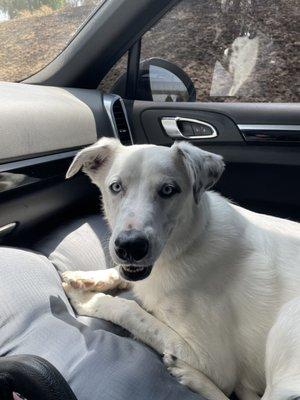 Bear City Animal Hospital