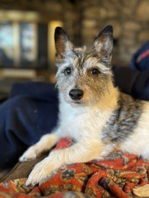 Poochini's Pet Salon