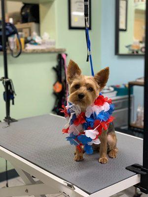 Temple of the Dog Professional Pet Stylists
