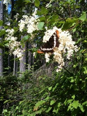 Owl Song Healing Arts