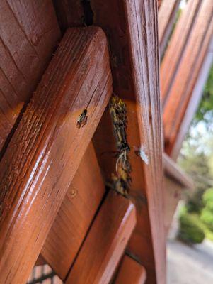 Blue Star Pest Service