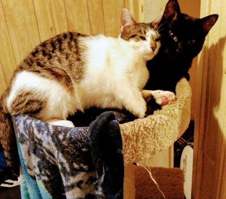 2 rescued cat's that gets a long with each other3