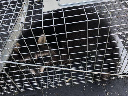 Fort Worth Wildlife Removal Pros