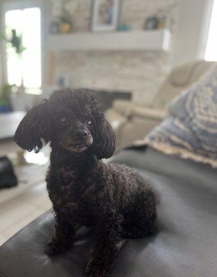 Doggie Stylz Grooming Summerlin