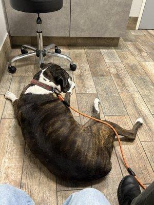 Penny Paws Animal Hospital - Grand Prairie