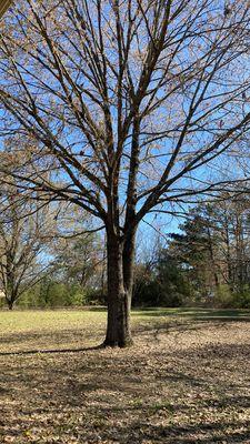 Dewalt Family Services