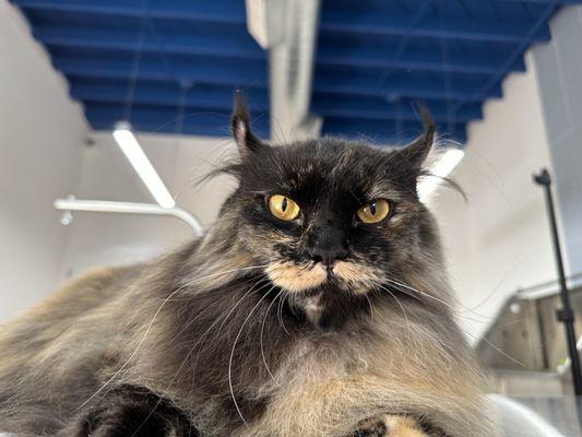 De-Matting & De-Shedding Treatment
(Reduces matting, shedding, & hair balls while maintaining a full coat.)