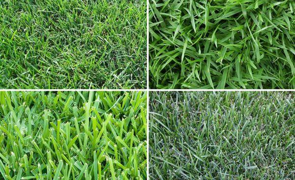 Different Types of Sod