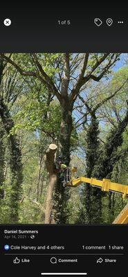 Tree team 6 lawn care