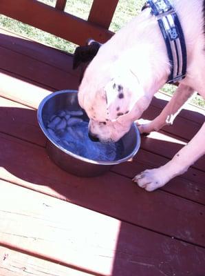 Pawsperity Pet Sitting