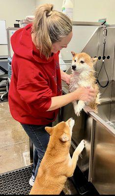 Hearts And Paws Grooming & Boarding